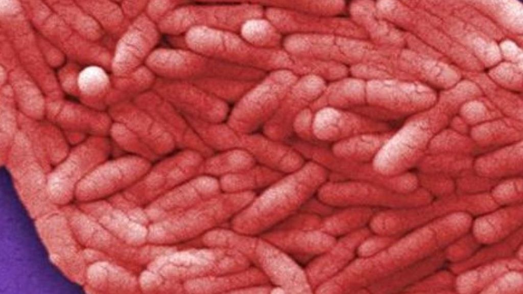 Revelan cómo las superbacterias adquieren resistencia a los medicamentos