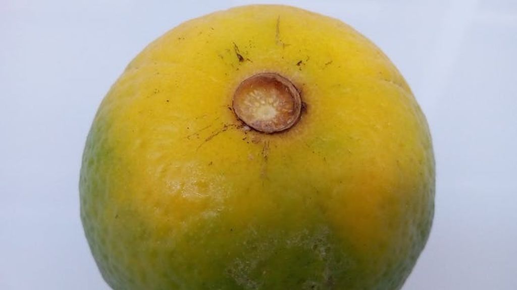 Naranja afectada por el HLB.