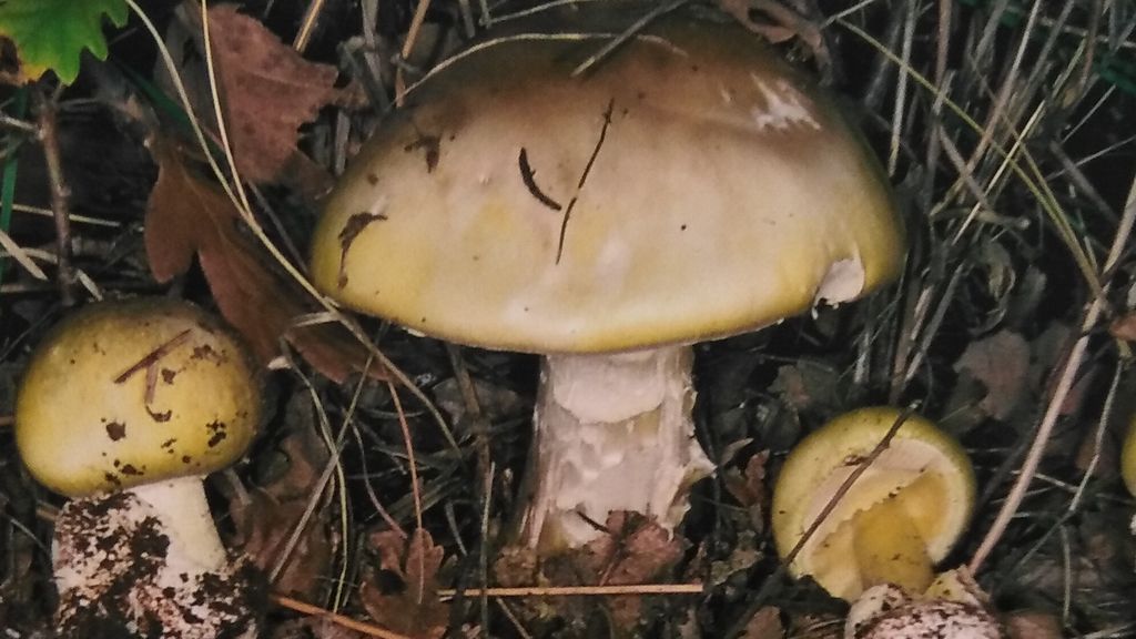 Amanitas phalloides