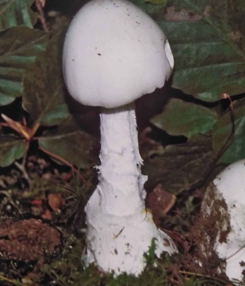 amanitas virosa