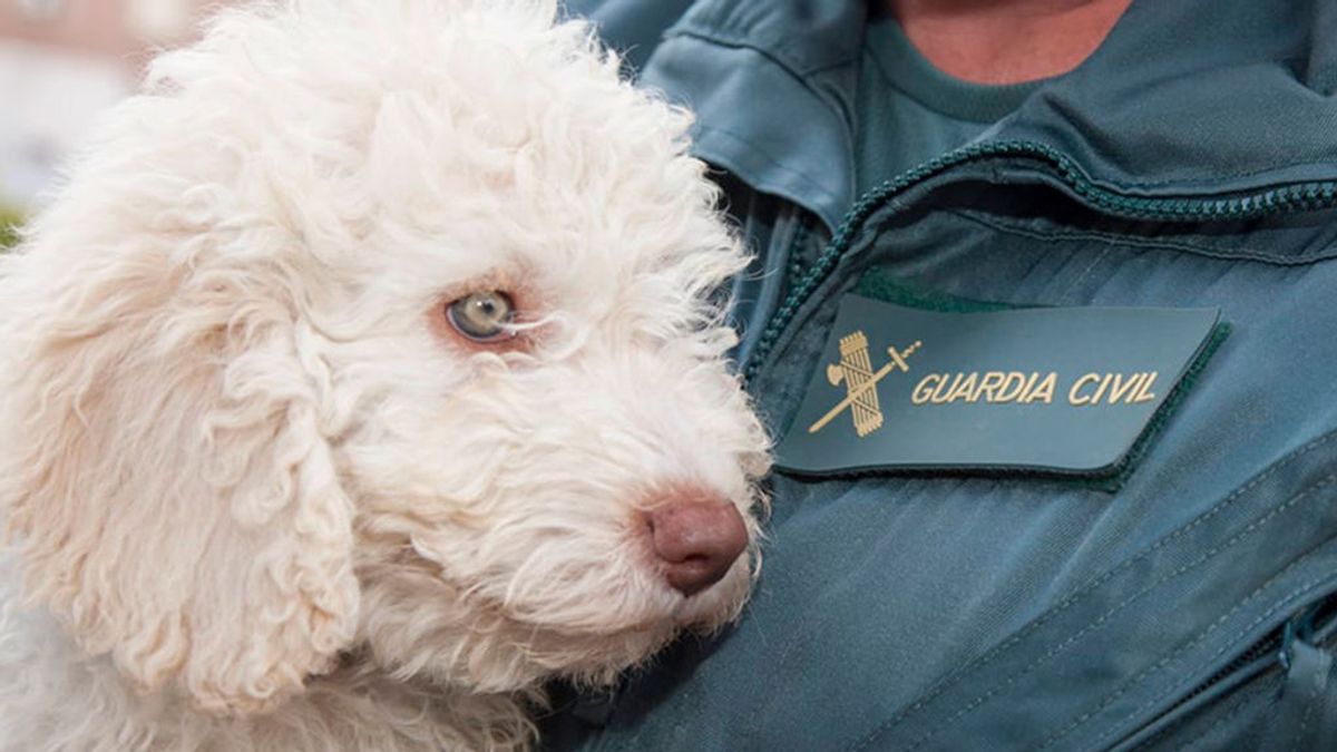Dylan: el nuevo cachorro de la Guardia Civil que sustituirá a Marley en la búsqueda de desaparecidos