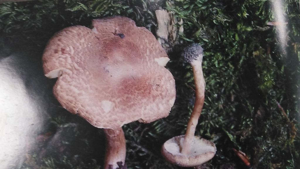 Lepiota subincarnata