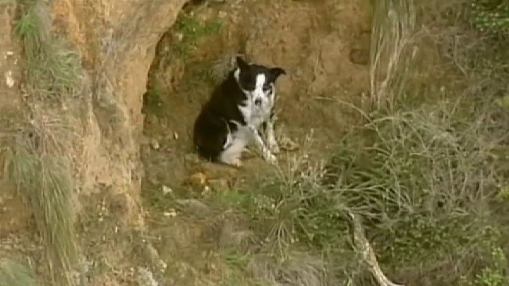 Final feliz para un perro atrapado en un acantilado en Australia