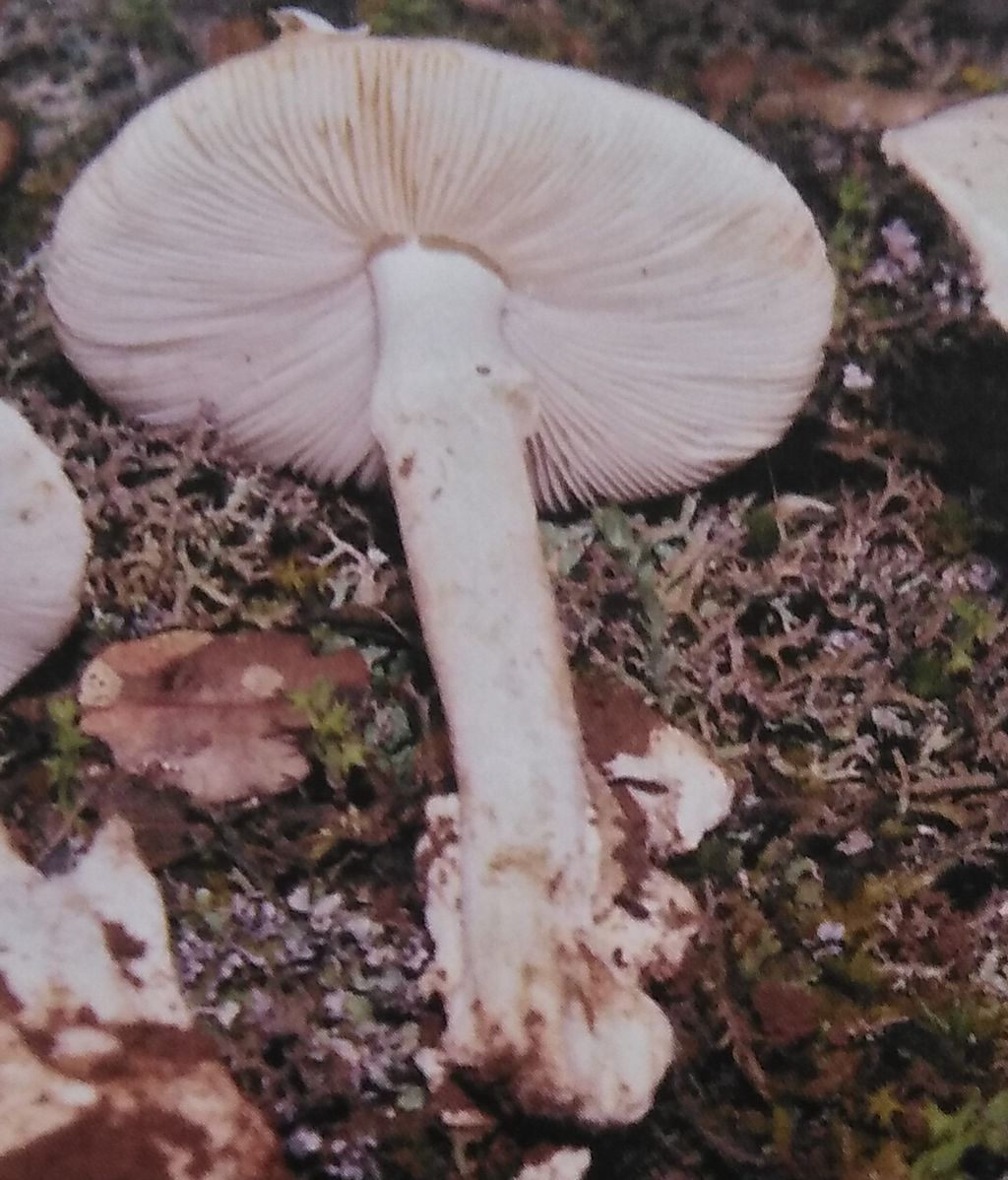 Amanita Verna