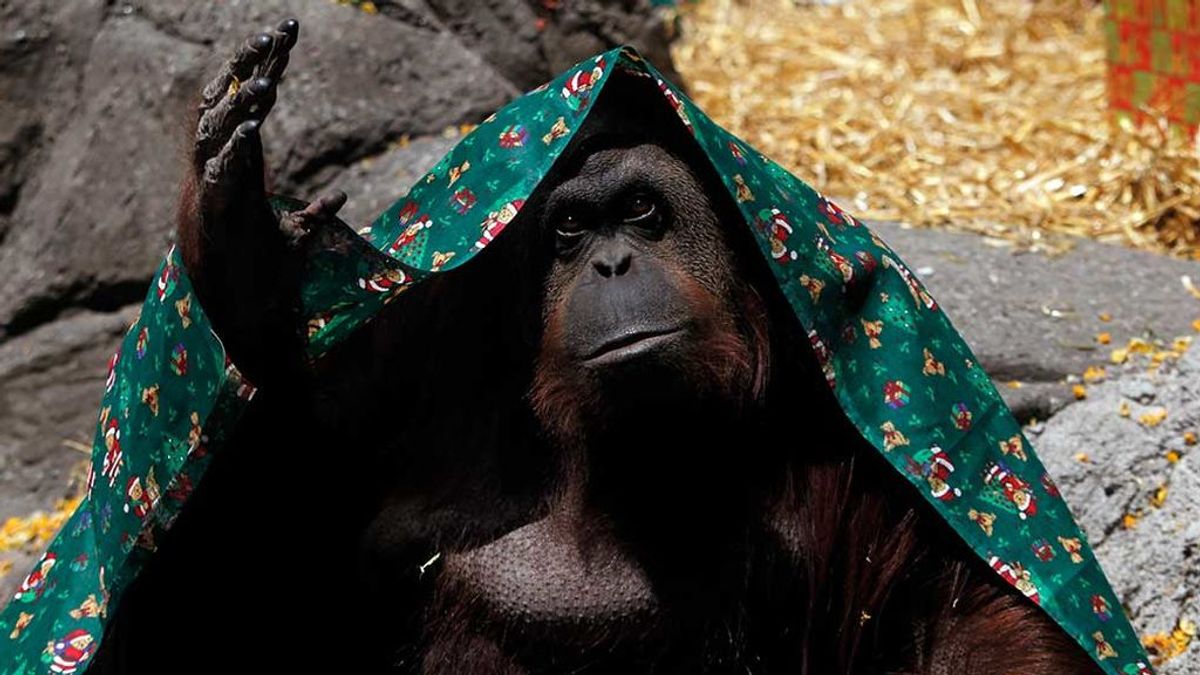 Científicos de varios países piden incluir en el género homo a chimpancés y bonobos Científicos de varios países piden incluir en el género homo a chimpancés y bonobos
