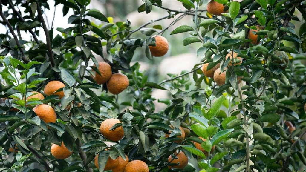 Así luchamos contra la bacteria que nos quiere dejar sin naranjas Así luchamos contra la bacteria que nos quiere dejar sin naranjas