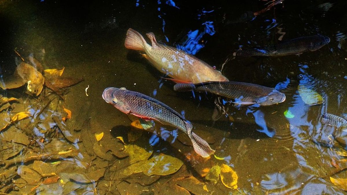 De madera a comida para peces: Investigadores transforman los residuos forestales en alimento para peces