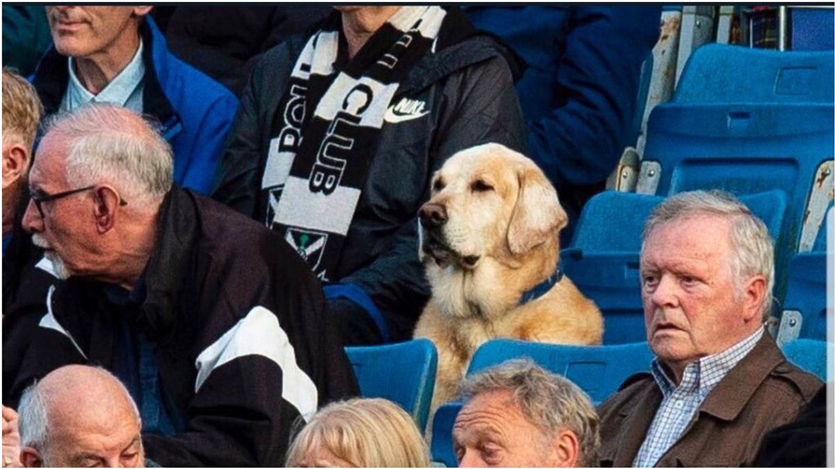 'Yardley', el perro aficionado de un equipo de Segunda División de Escocia