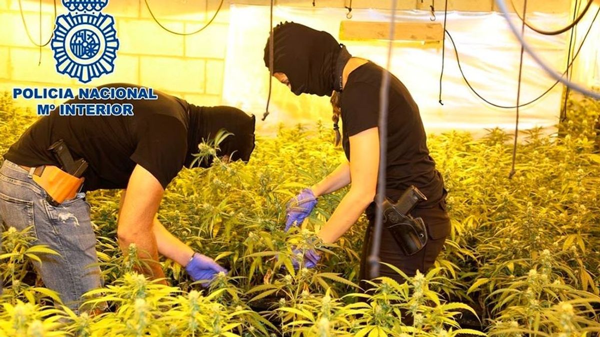 La Policía desmantela 300 plantaciones de marihuana en ocho meses La Policía desmantela 300 plantaciones de marihuana en ocho meses