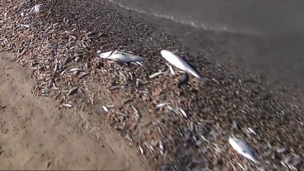 Desastre ecológico en el Mar Menor