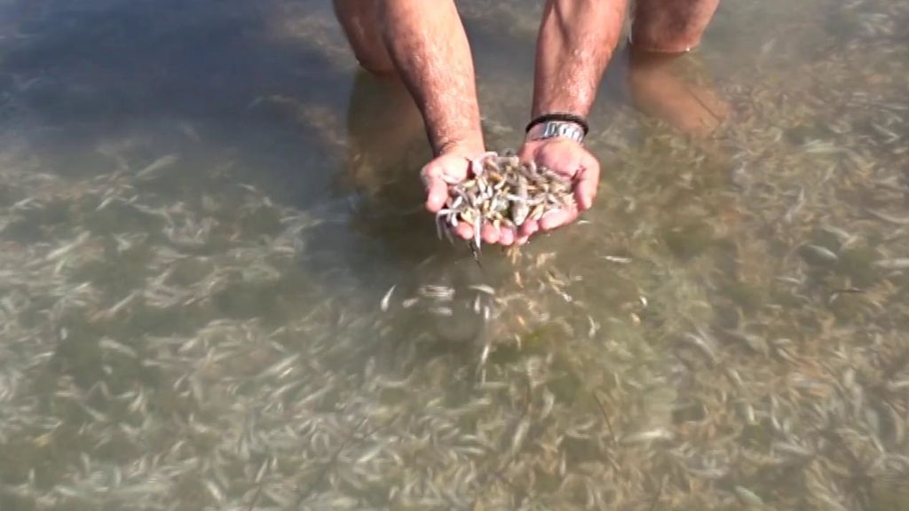 Desastre ecológico en el Mar Menor: mueren miles de peces como consecuencia de la última DANA