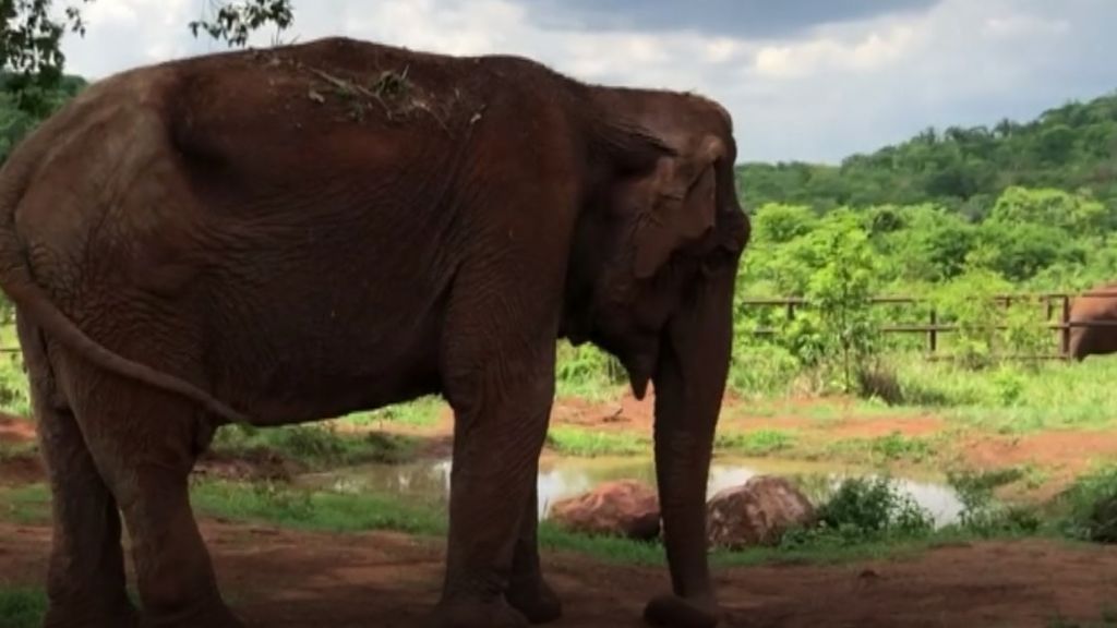 La elefanta Ramba descansa por fin en su nuevo hogar