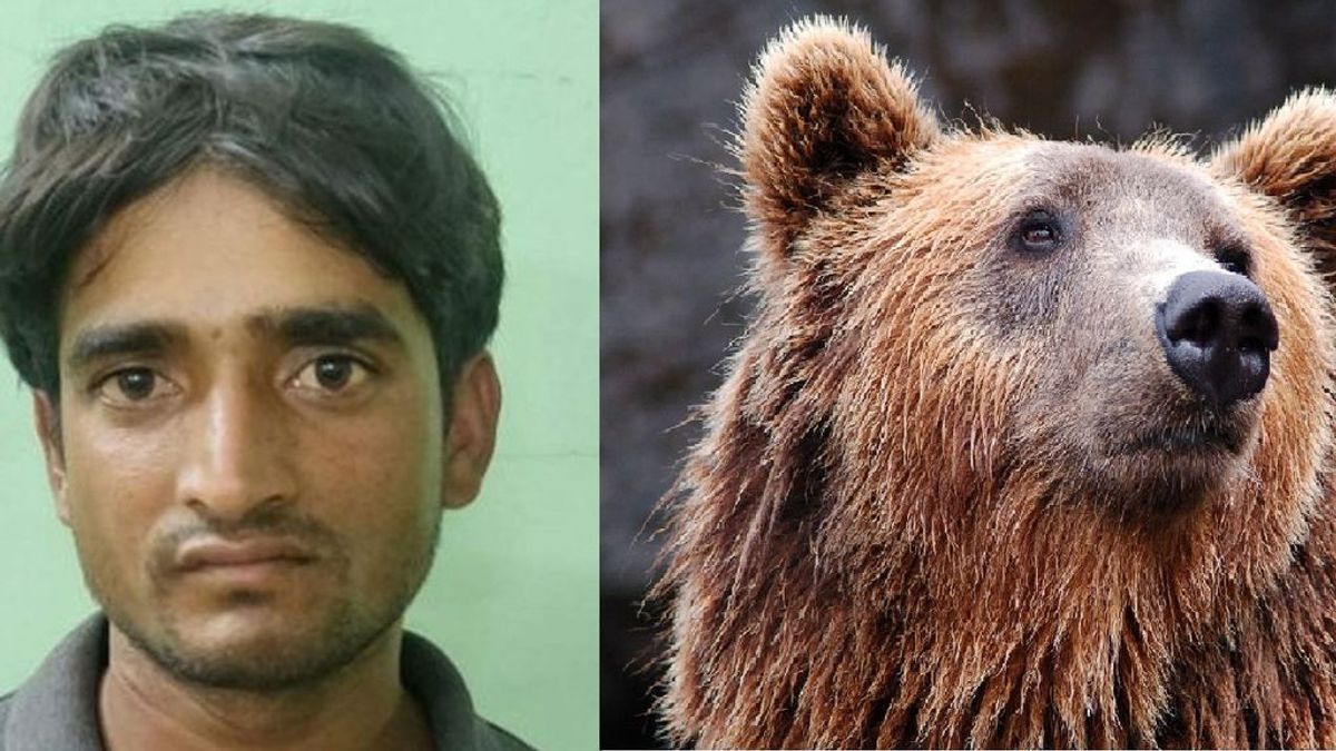 Detienen a un cazador furtivo que se comía los penes de los osos que mataba tras 6 años de búsqueda