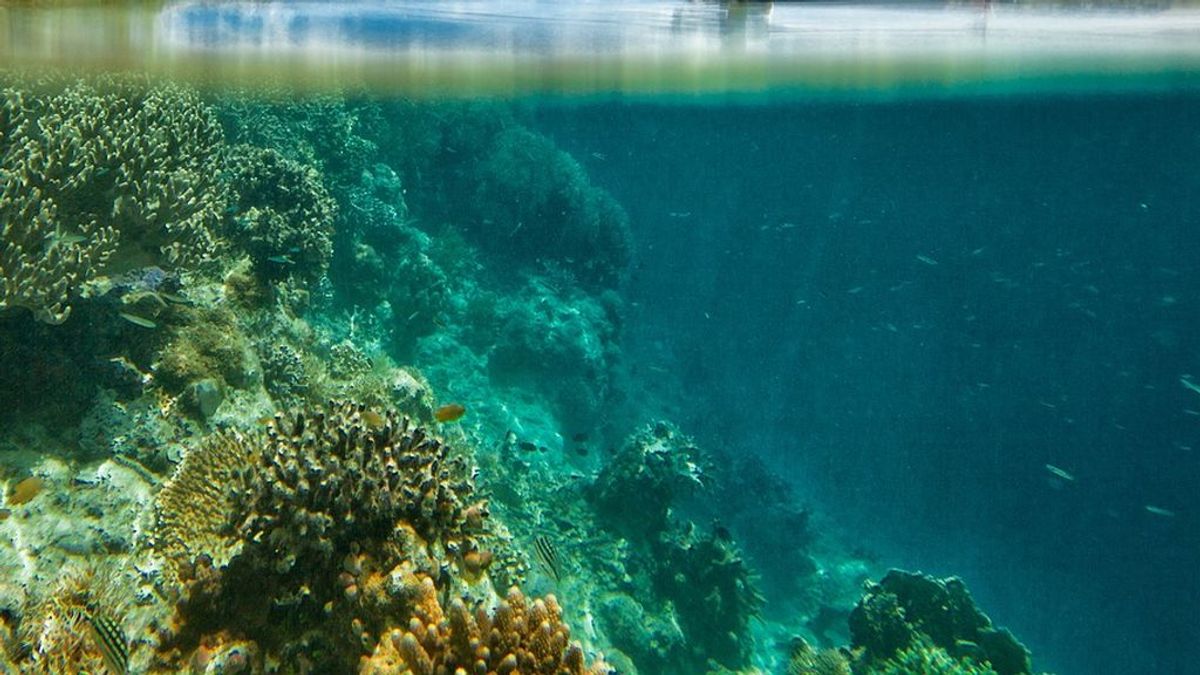 Vuelve "la mancha" a Hawaii: una ola de calor marina que amenaza los arrecifes de coral de la zona