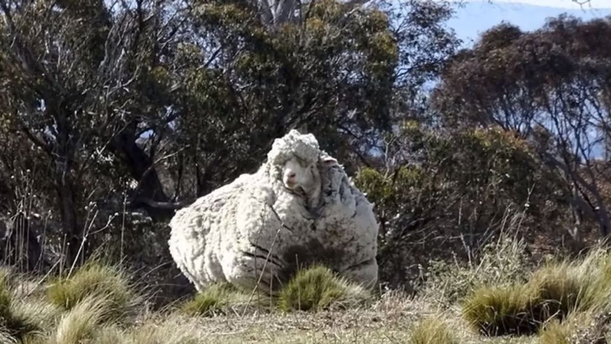 Muere Chris, la oveja que consiguió el récord Guinnes por su enorme cantidad de lana