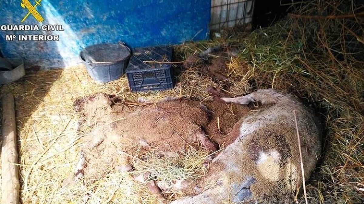 Detenido por robar 21 animales y provocar la muerte de otros 38 en una granja de Agost (Alicante)