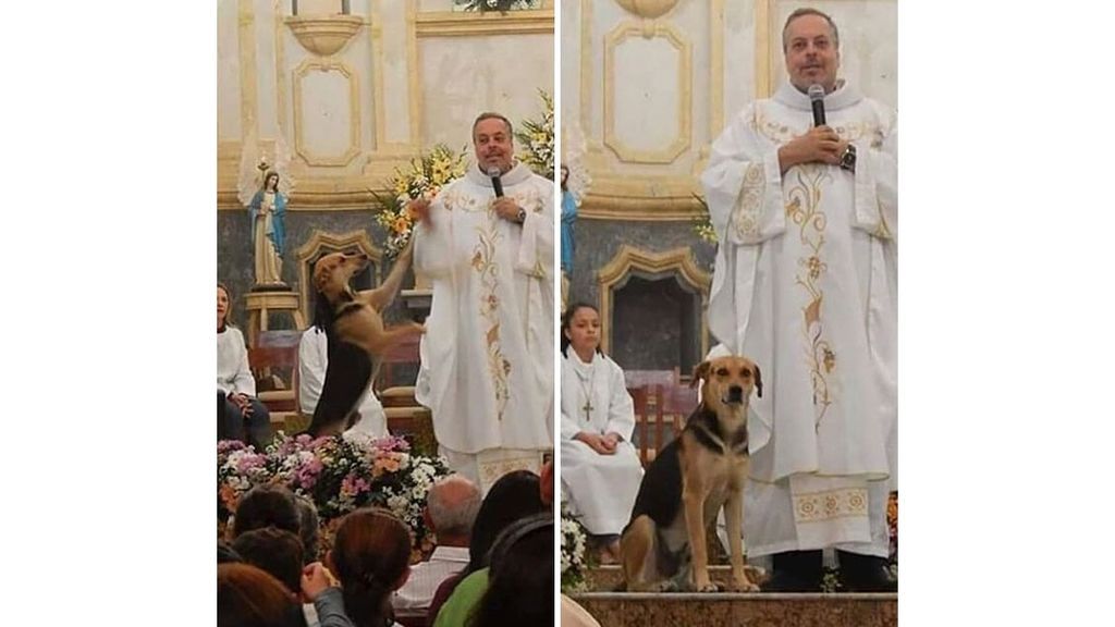 Brazilian-priest-welcomes-stray-dogs-inside-church-to-be-adopted-5daffa16d07f5__700