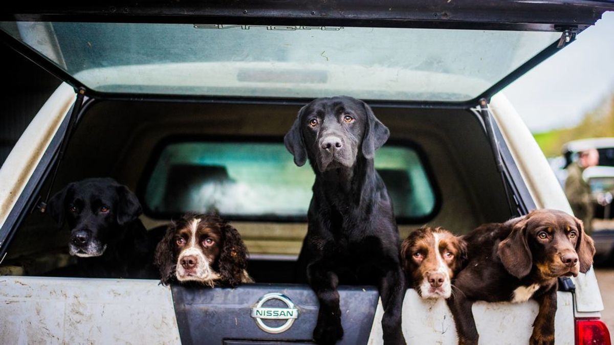 Un cura lleva a misa varios perros abandonados para ver si encuentran un hogar entre sus fieles