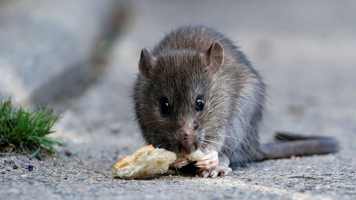 Las ratas son más listas de lo que piensas: así conducen un 'minicoche' a cambio de comida