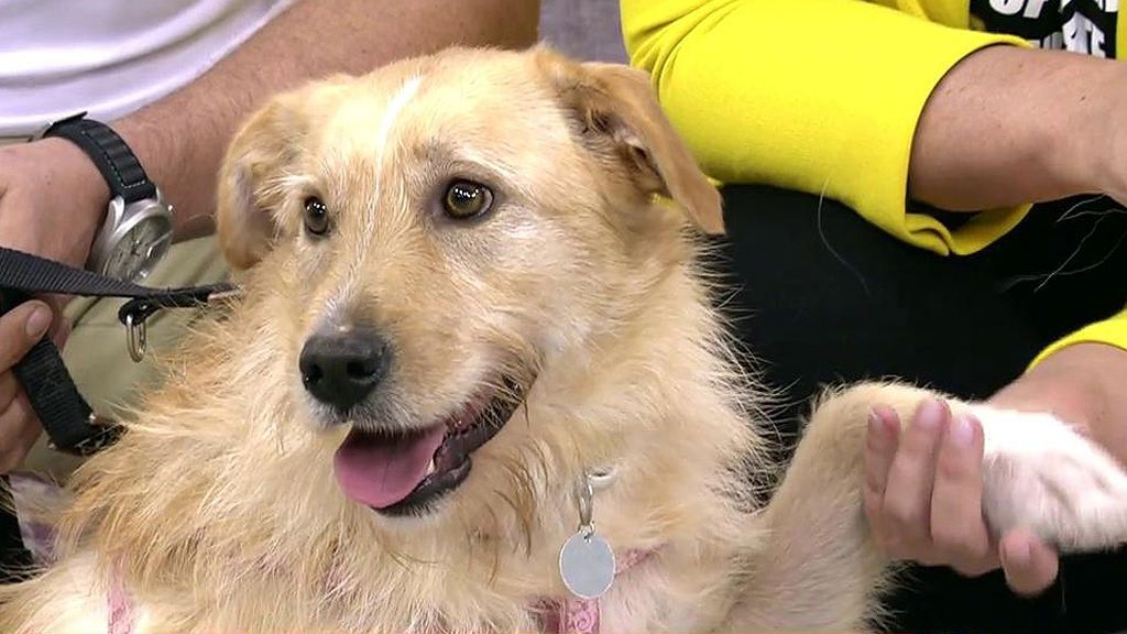 Bimba, un mestizo de dos años