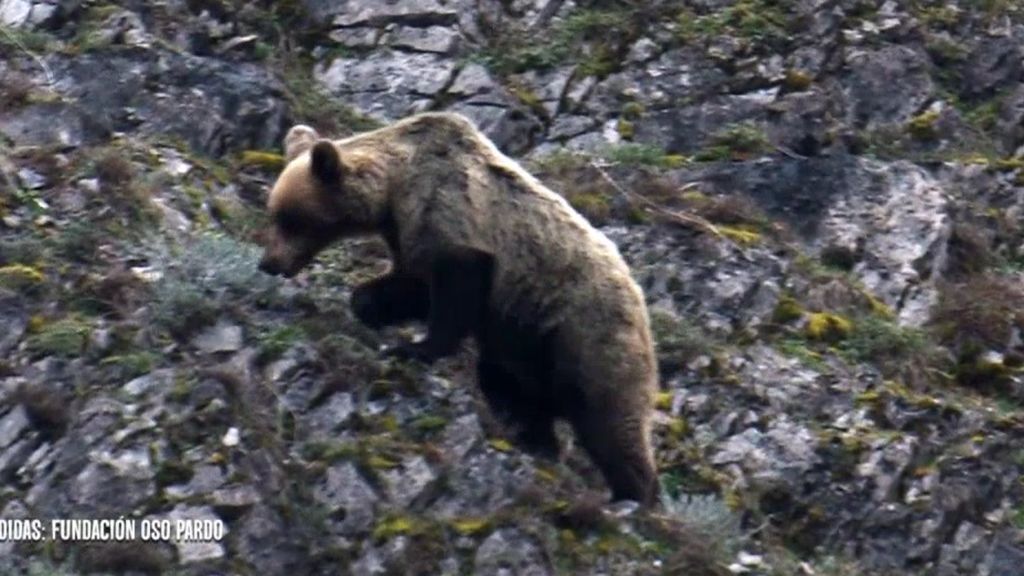 Los osos, el gran valor de la sierra del Caurel: su presencia puede dar un impulso a la economía de la zona