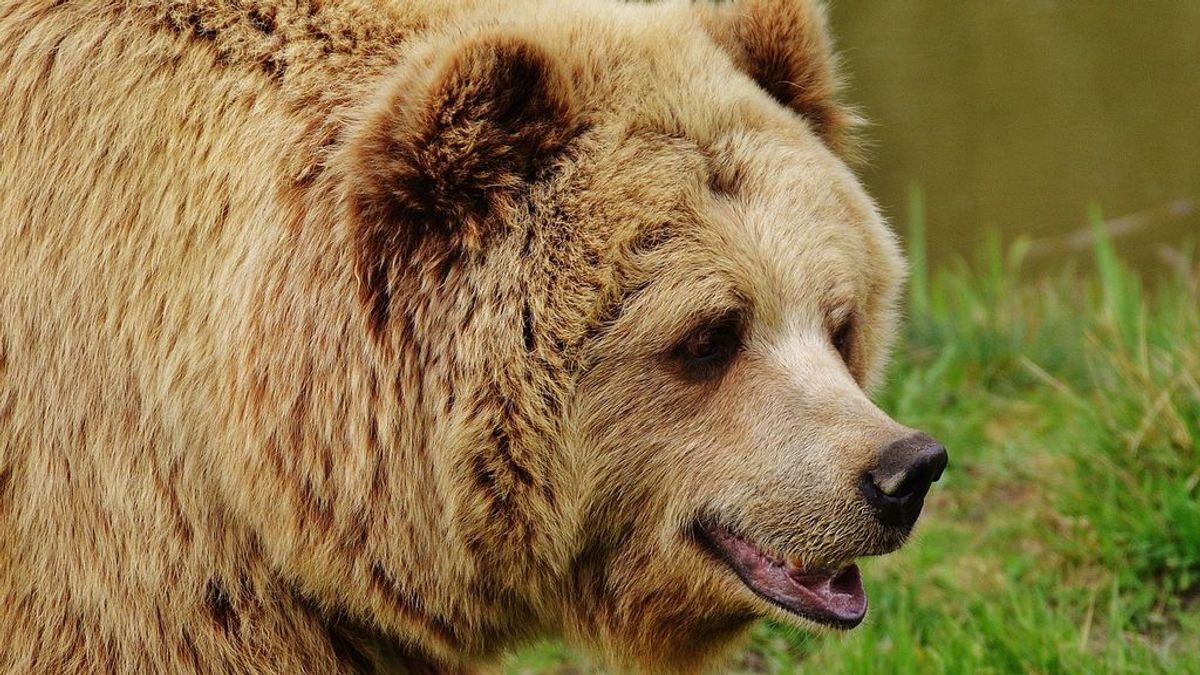 15 años y 8 meses de prisión para un hombre por posesión de drogas: admitió que había visto al oso yogui