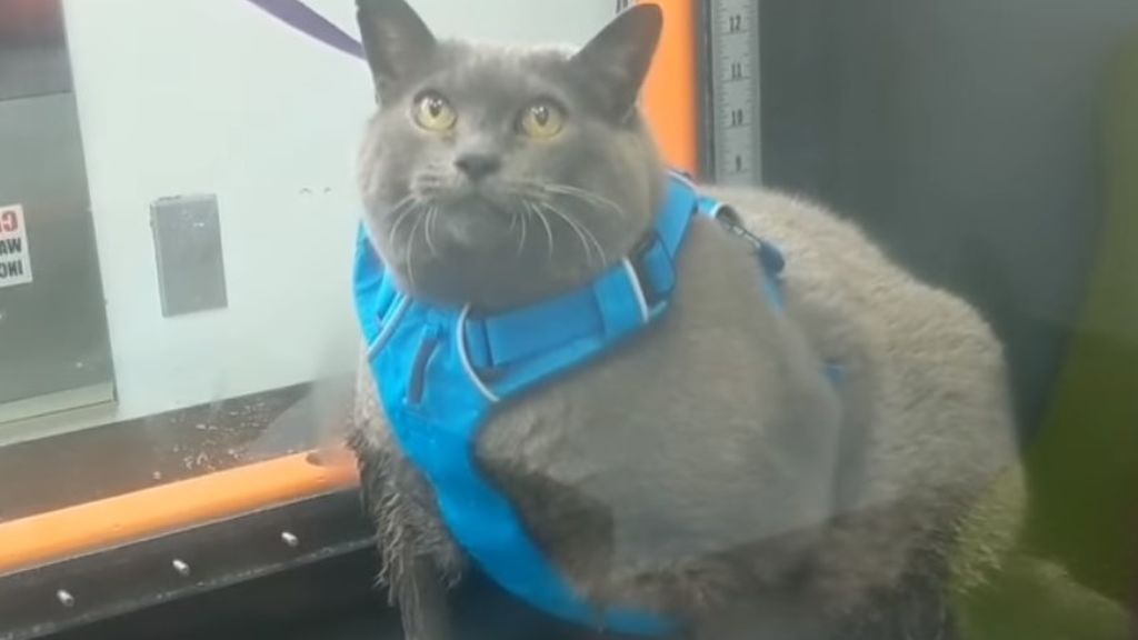 Cinderblock, la gata obesa que se ha vuelto viral por su 'pereza' para hacer ejercicio