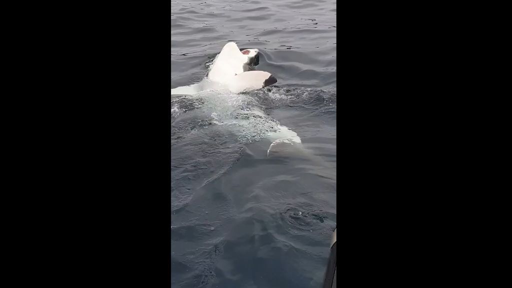 Captan a un tiburón nadando de espaldas mientras enseña sus grandes dientes