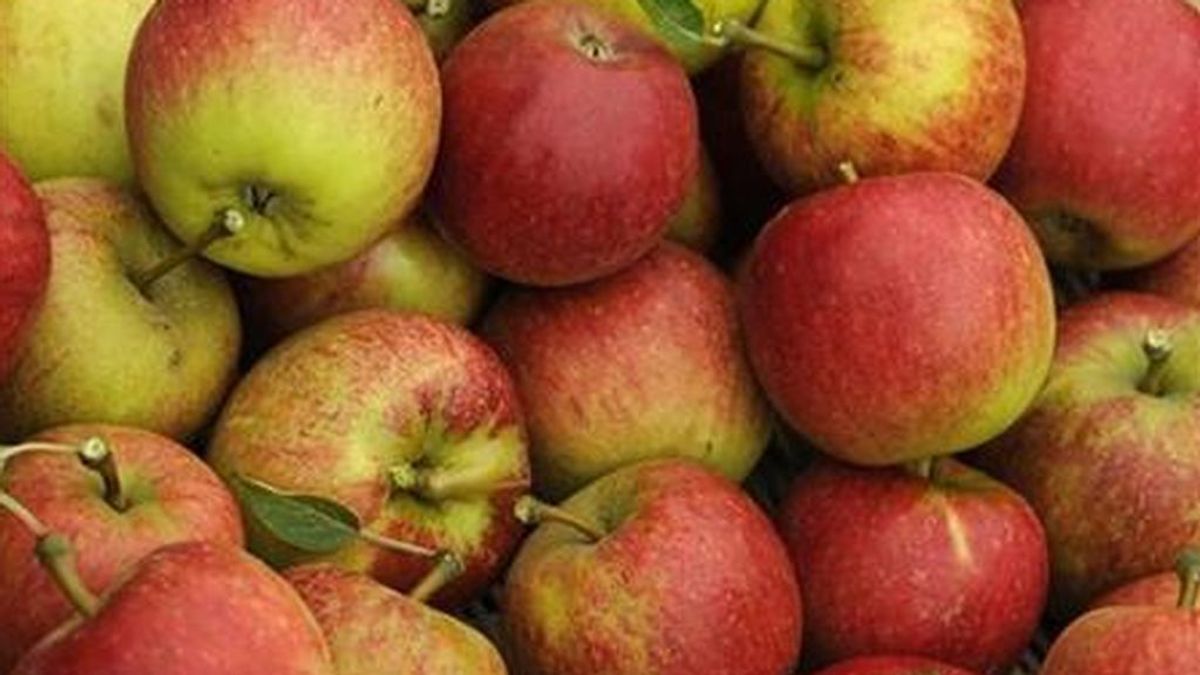 Alerta en EEUU por posible contaminación de manzanas con listeria