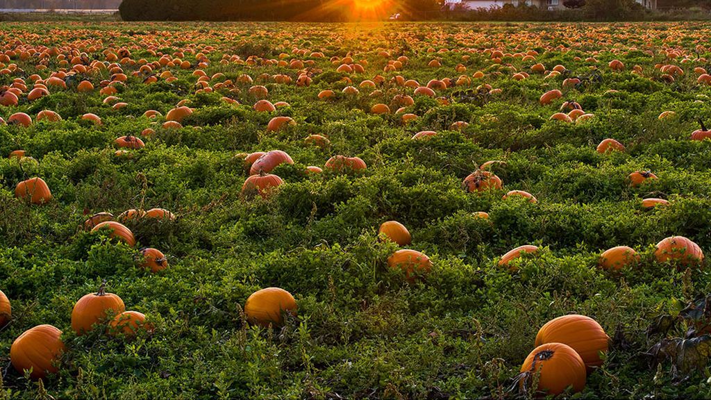 20191029-eco-calabazas-pexels