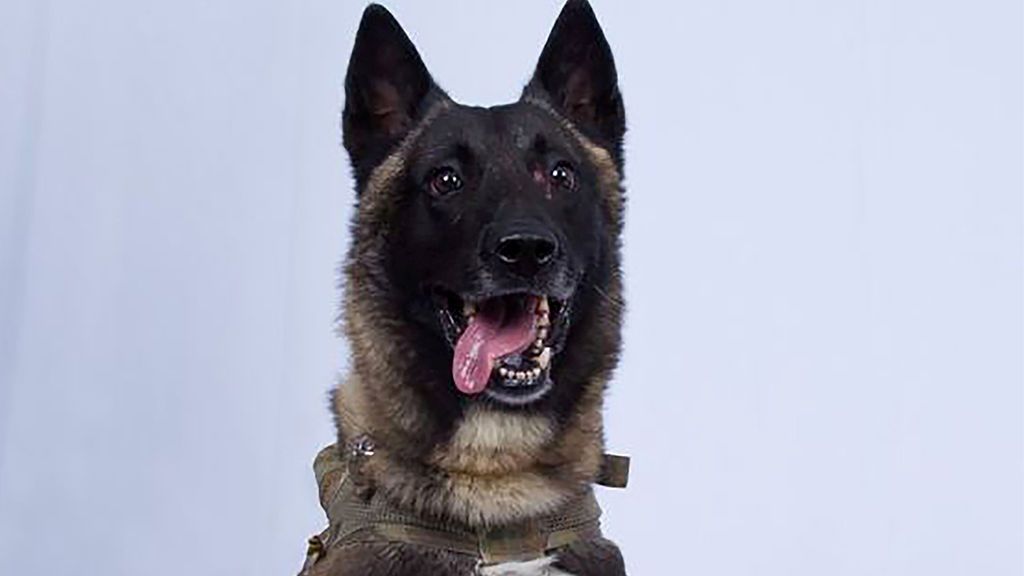 Un perro, clave en la captura del líder del Estado Islámico Un perro, clave en la captura del líder del Estado Islámico