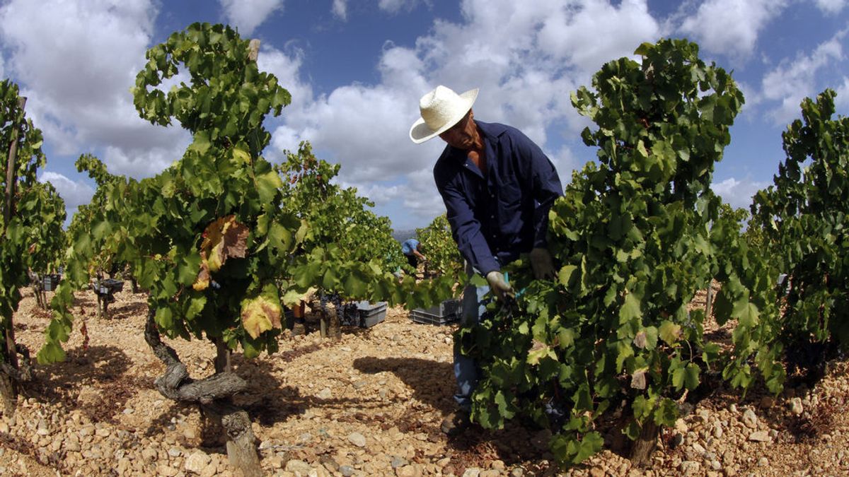 La producción de vino, amenazada por el cambio climático