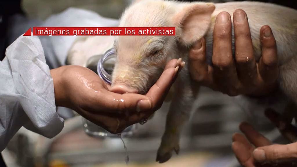 Estas imágenes pueden herir tu sensibilidad: Activistas veganos asaltan una granja de cerdos