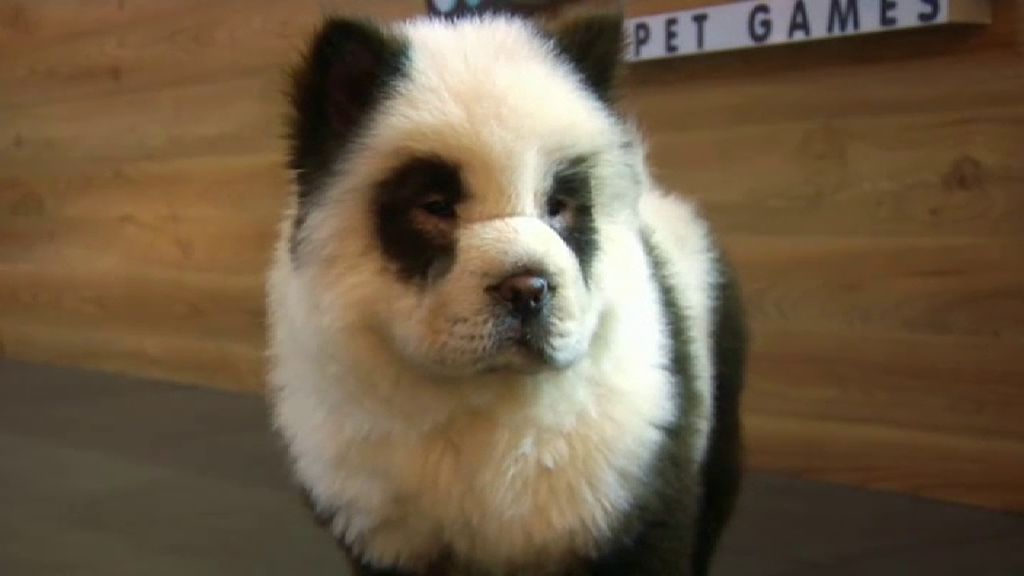 El disparatado negocio de los cafés con animales: perros teñidos de oso panda para atraer a más gente