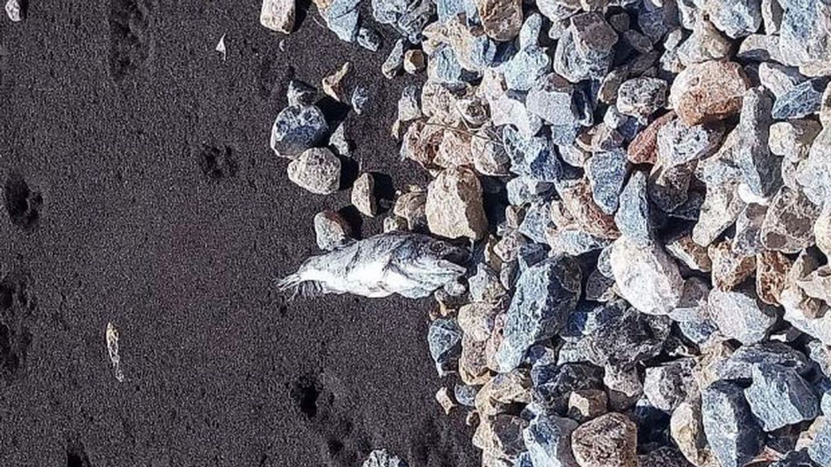 La tragedia se repite: aparecen cientos de lubinas muertas en la costa murciana