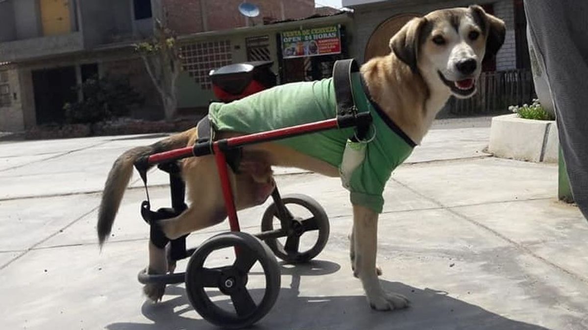 Rocky, un perro discapacitado, víctima de un cruel robo: le quitan su silla de ruedas y le dejan tirado en la calle