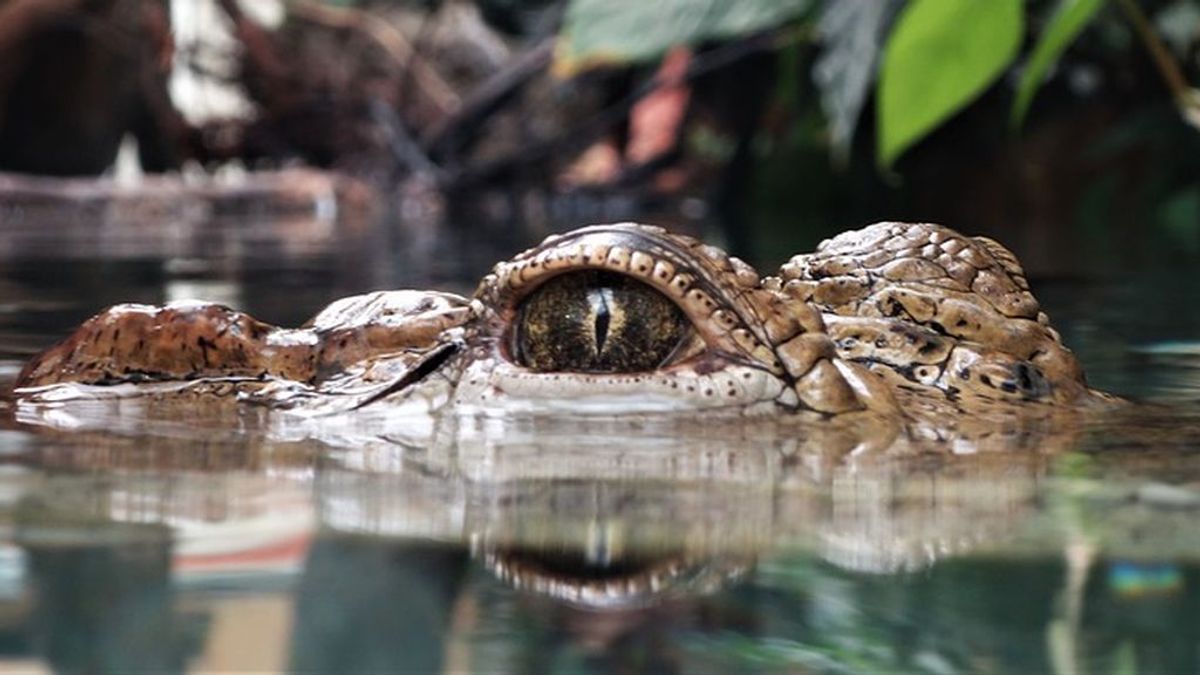Una niña de 11 años se abalanza a un cocodrilo hundiéndole los ojos para salvar a su amiga
