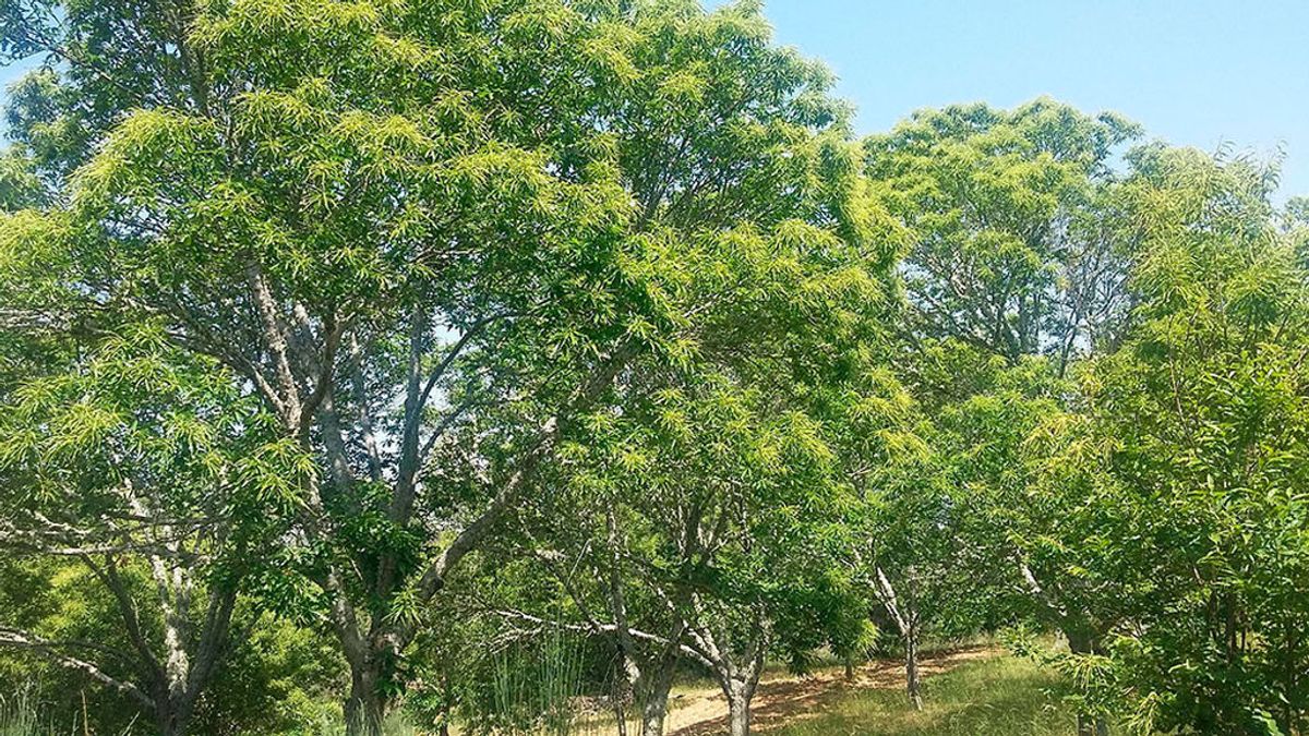 La Sierra de Huelva se rebela contra los turistas que roban sus castañas La Sierra de Huelva se rebela contra los turistas que roban sus castañas