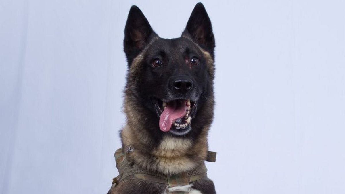 'Conan', el perro héroe condecorado por Trump: participó en la captura del líder del ISIS en Bagdad y visitará la casa blanca