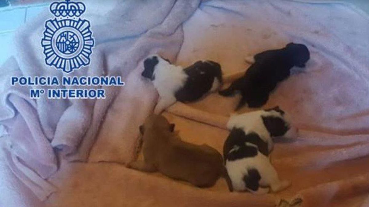 Detenida en Gijón tras intentar matar a cuatro cachorros metiéndolos en el congelador