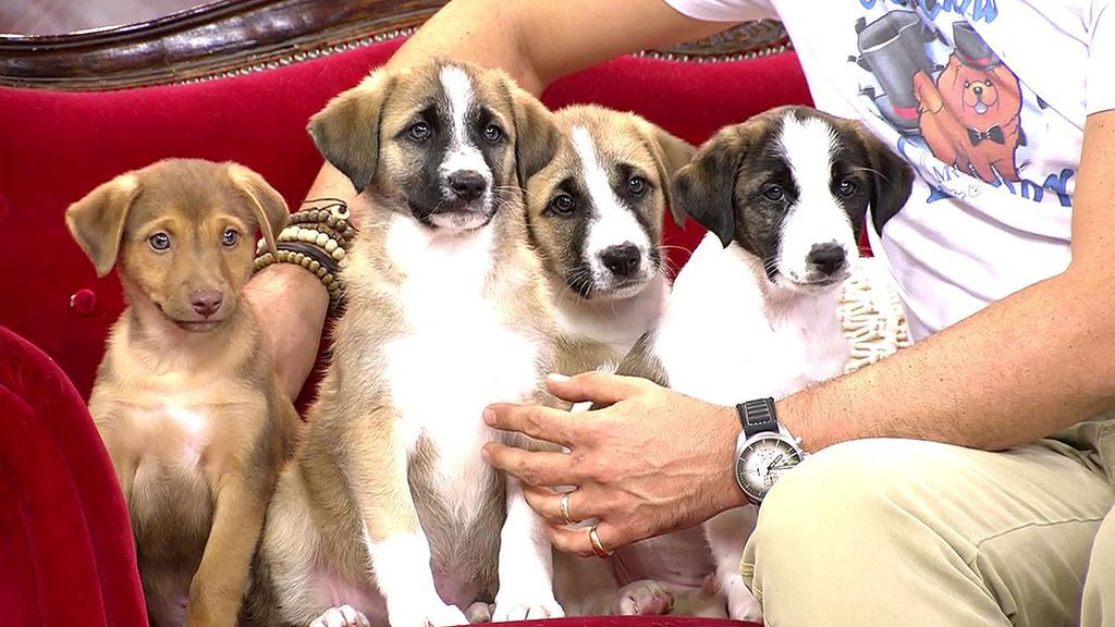 Nika y sus cuatro cachorros buscan adopción