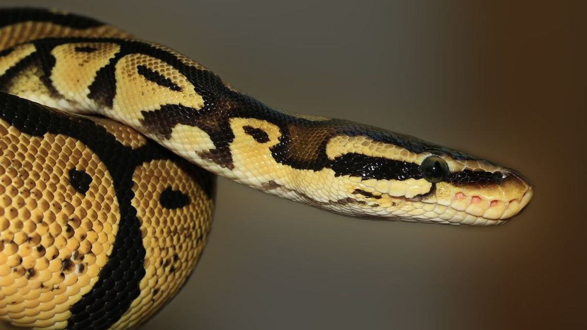 Muere una mujer estrangulada por una pitón de más de 2 metros: tenía 140 serpientes en casa