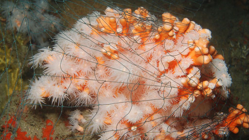 coral con redes