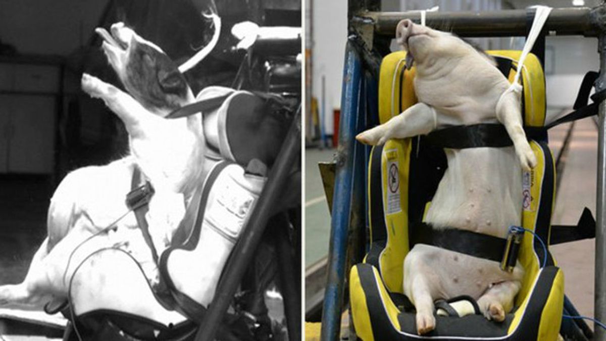 Denuncian el uso de cerdos para realizar pruebas de choque automovilístico en China