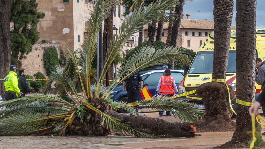 Amelie azota España: muere una mujer y una niña resulta herida al caerles una palmera encima en Mallorca