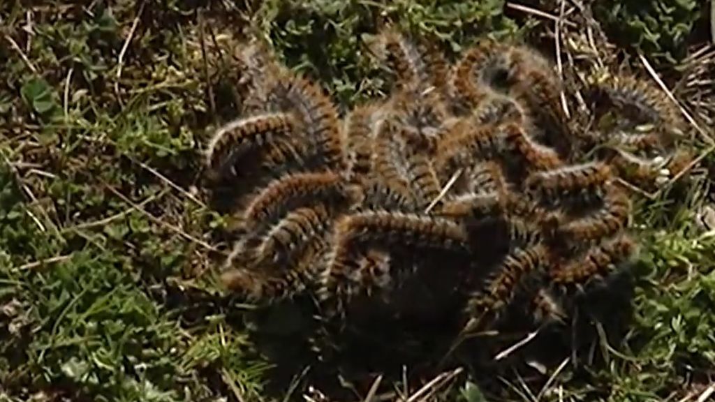 Con el frío, las orugas de la procesionaria incuban en las ramas de los pinos: es el momento de combatirlas