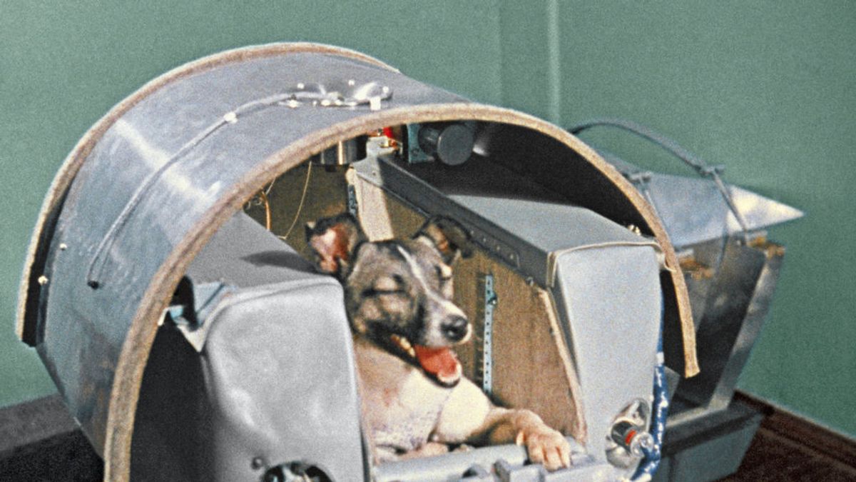 La triste historia de Laika, la perra a la que mandaron al espacio a morir sola