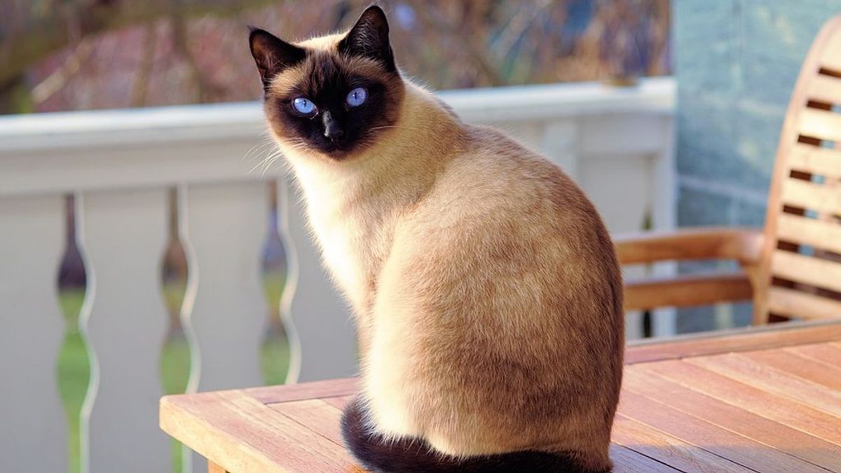Una mujer de 65 años a punto de morir tras recibir un arañazo de su gato Una mujer de 65 años a punto de morir tras recibir un arañazo de su gato