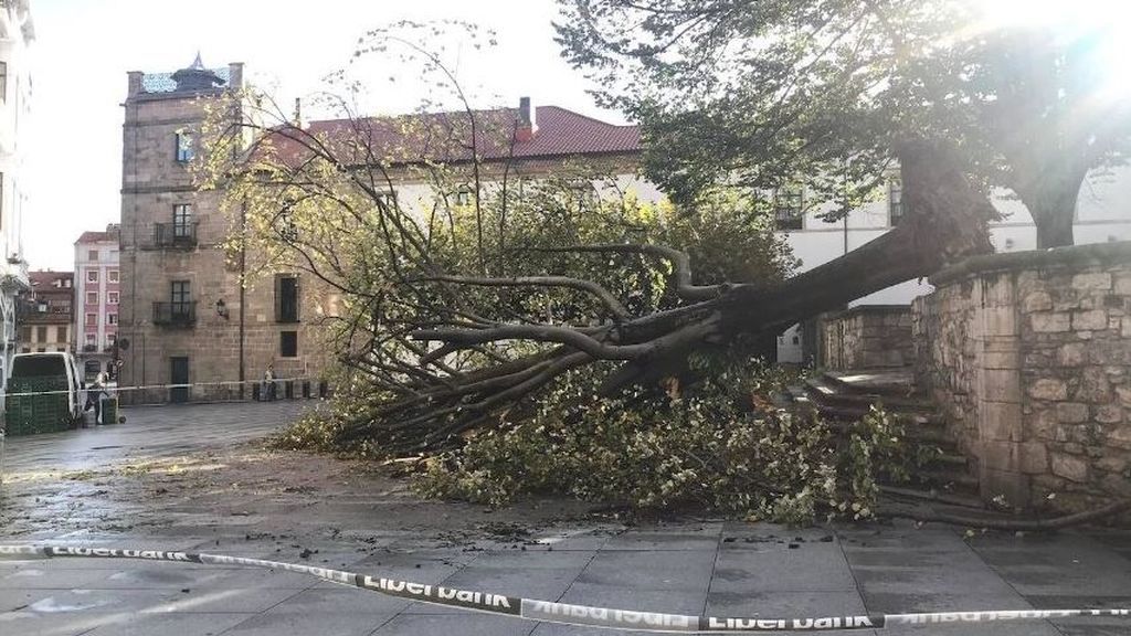 Árboles caídos, destrozos y una víctima por el viento: las consecuencias de 'Amelie', primera borrasca importante del otoño