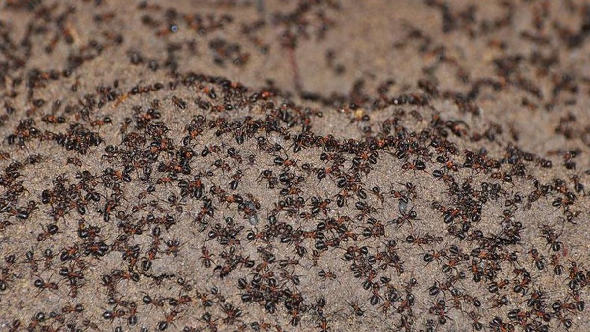 Casi un millón de hormigas atrapadas en un búnker nuclear sobreviven por canibalismo